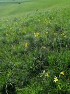 Image of dwarf yellow day lily