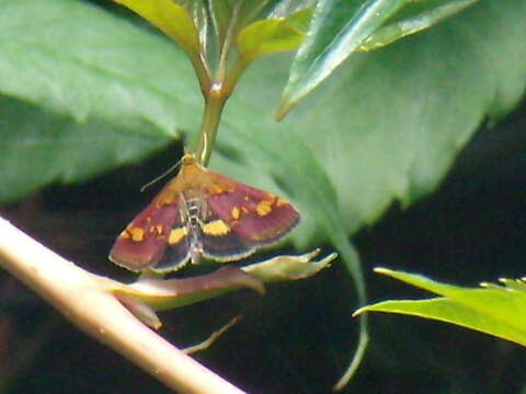 Image of Mint moth