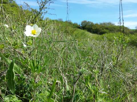 Image of Snowdrop Anemone