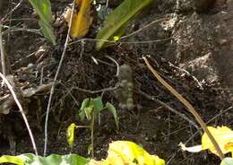 Image of Mammillaria columbiana subsp. columbiana