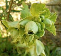 Image of Stinking Hellebore