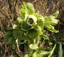 Image of Stinking Hellebore