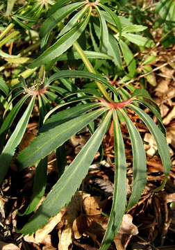 Image of Stinking Hellebore