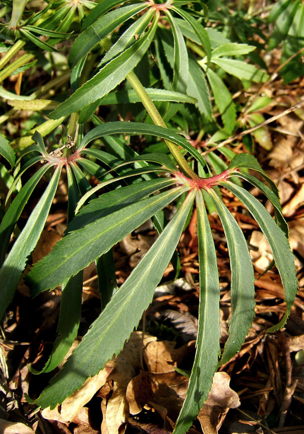 Image of Stinking Hellebore