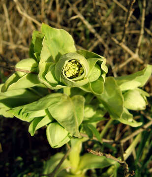 Image of Stinking Hellebore