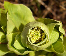 Image of Stinking Hellebore