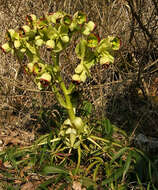 Image of Stinking Hellebore