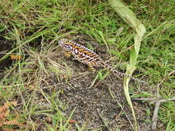 Sivun Furcifer lateralis (Gray 1831) kuva