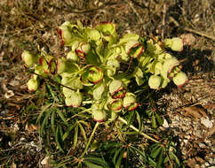 Image of Stinking Hellebore