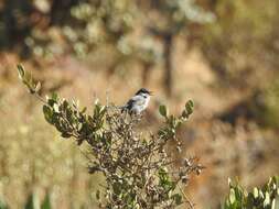 Image of California Gnatcatcher