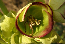 Image of Stinking Hellebore