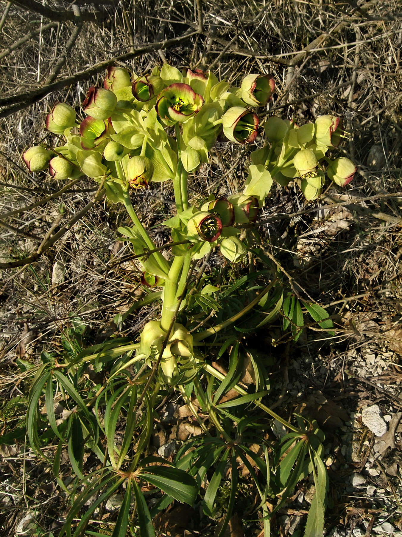 Image of Stinking Hellebore