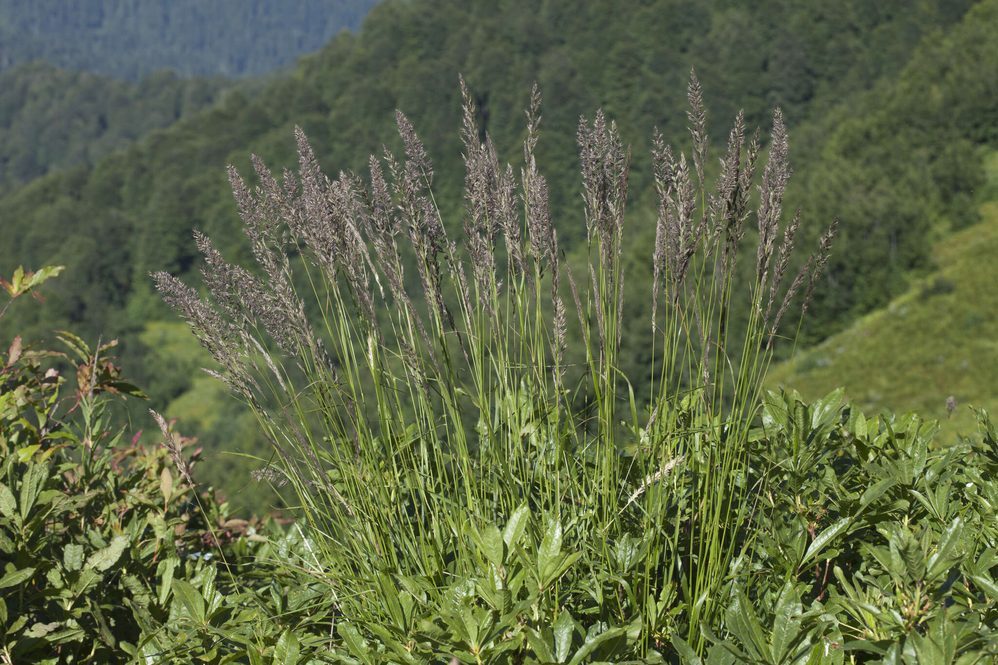 Image of Calamagrostis caucasica Trin.