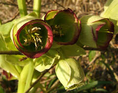 Image of Stinking Hellebore