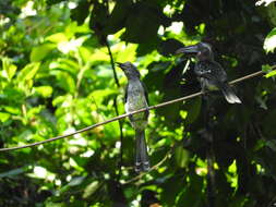 Image of Black Dwarf Hornbill