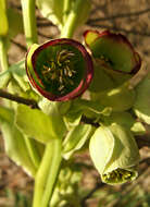 Image of Stinking Hellebore