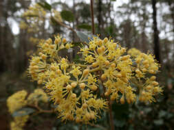 Image of Pomaderris pilifera N. A. Wakefield