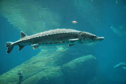 Image of Gulf Sturgeon