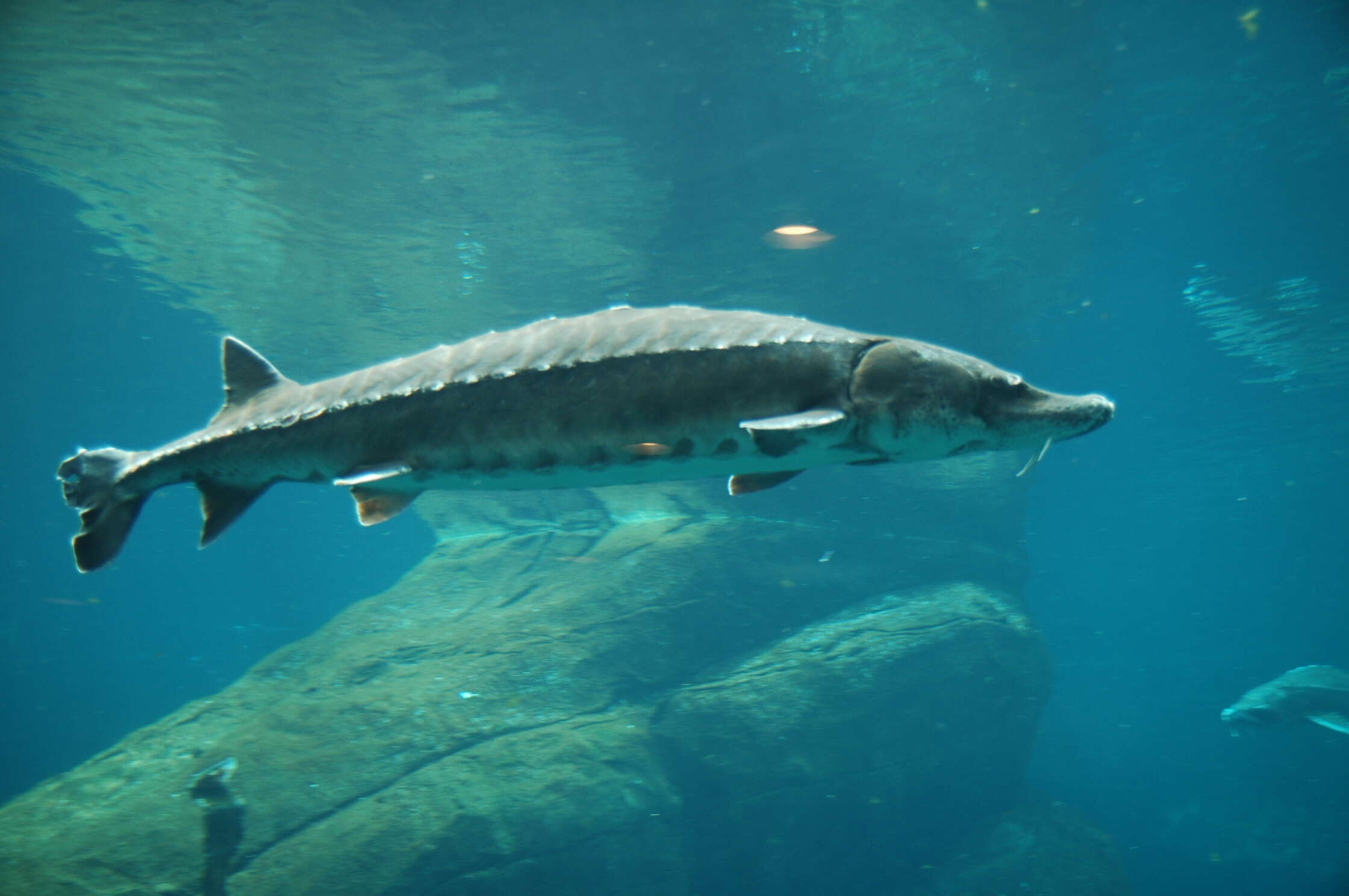 Image of Gulf Sturgeon