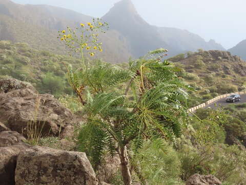 Image of Sonchus canariensis (Sch. Bip.) Boulos