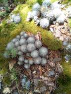 صورة Mammillaria senilis Lodd. ex Salm-Dyck