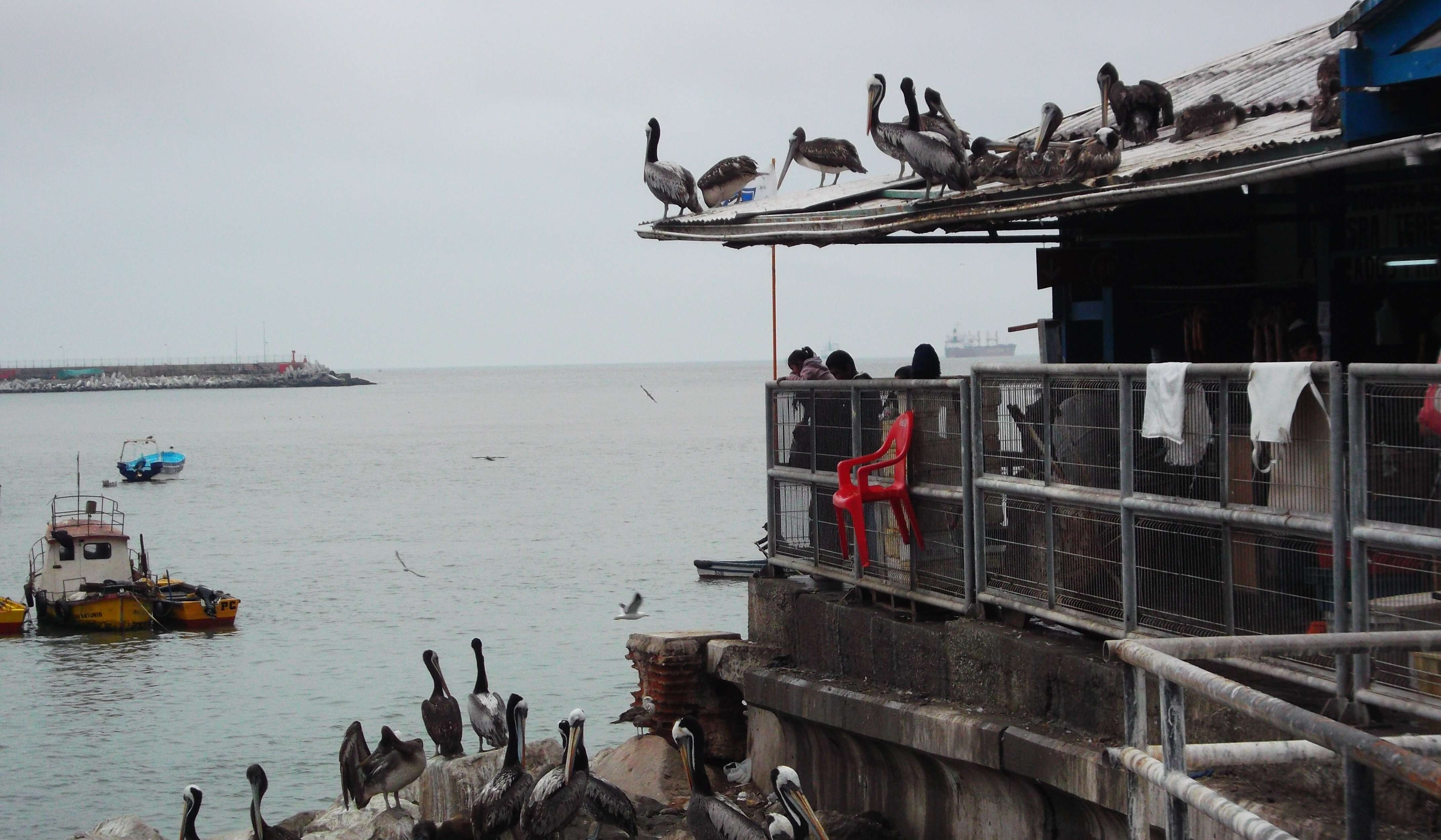 Image of Peruvian Pelican