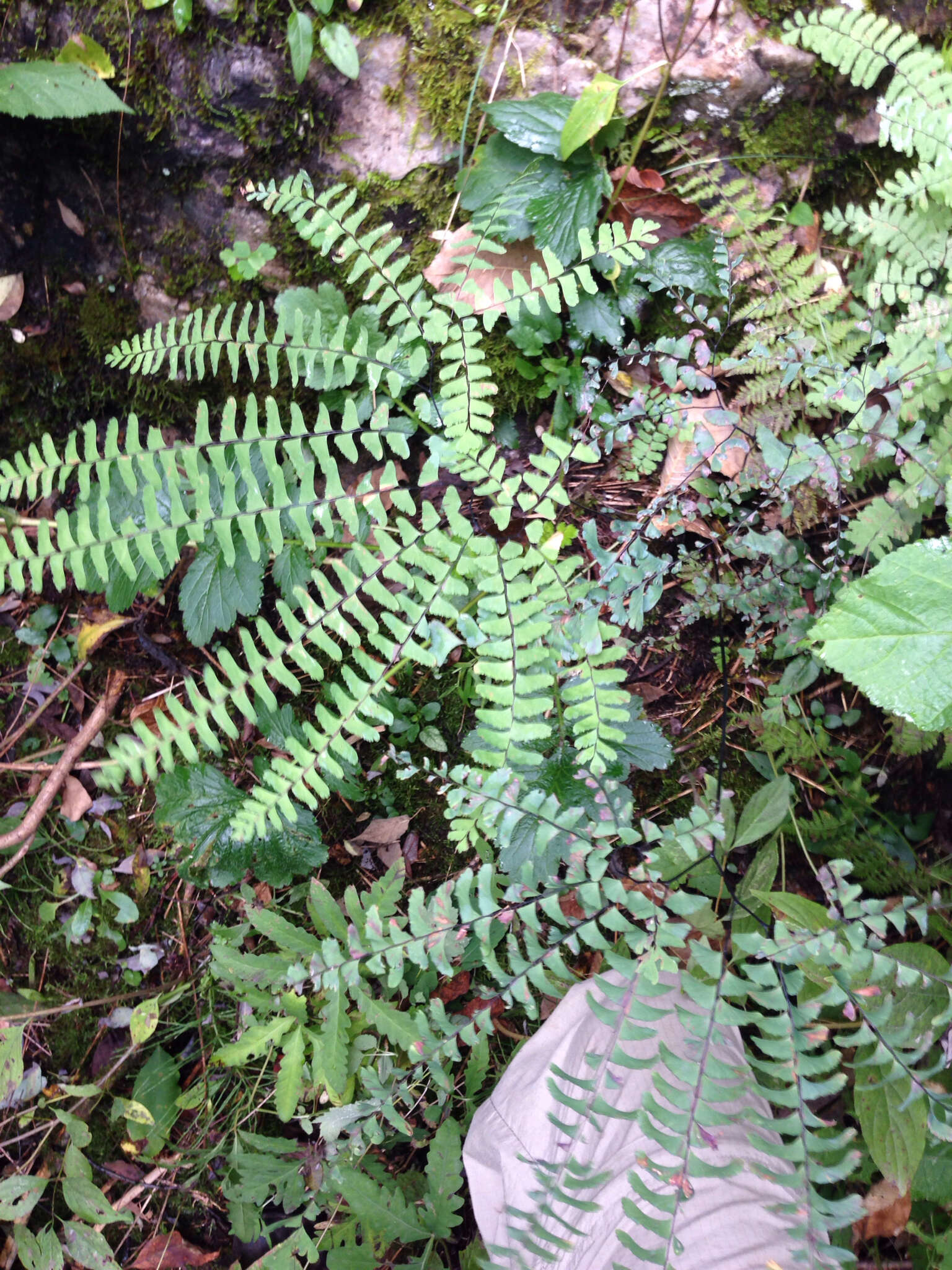 Image of Northern maidenhair fern