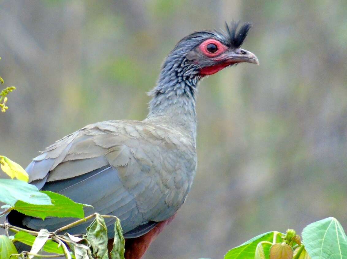 Image of Rufous-bellied Chachalaca