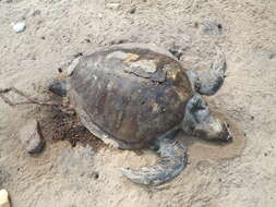 Image of Ridley sea turtles