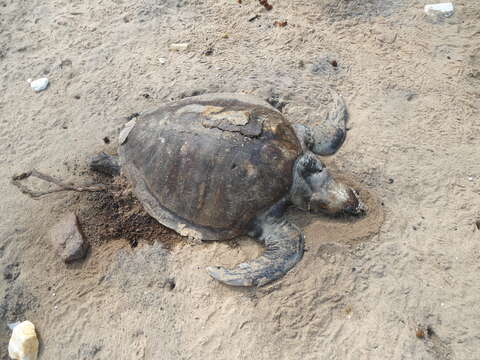 Image of Ridley sea turtles