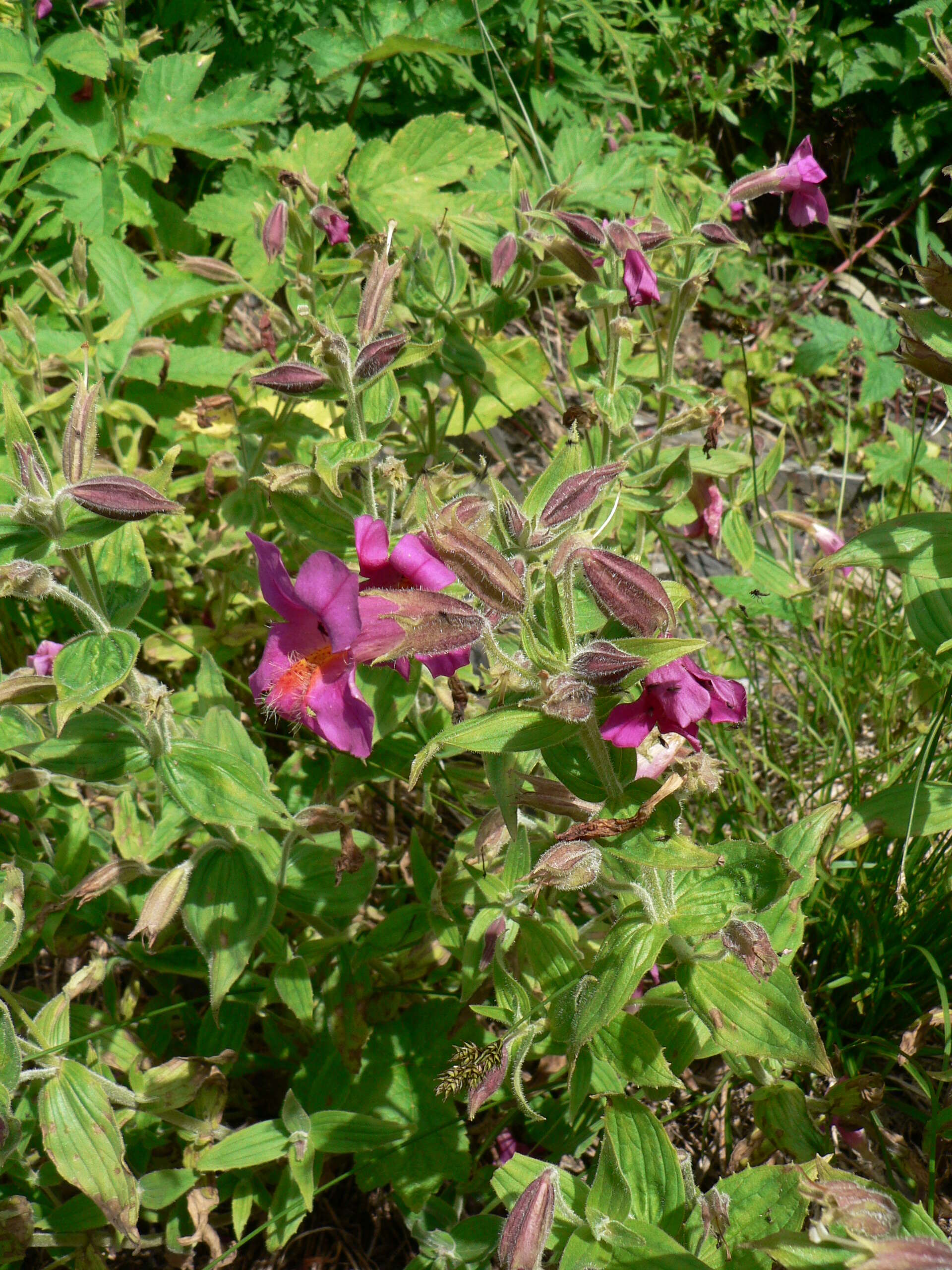 Image of Great Purple Monkey-Flower