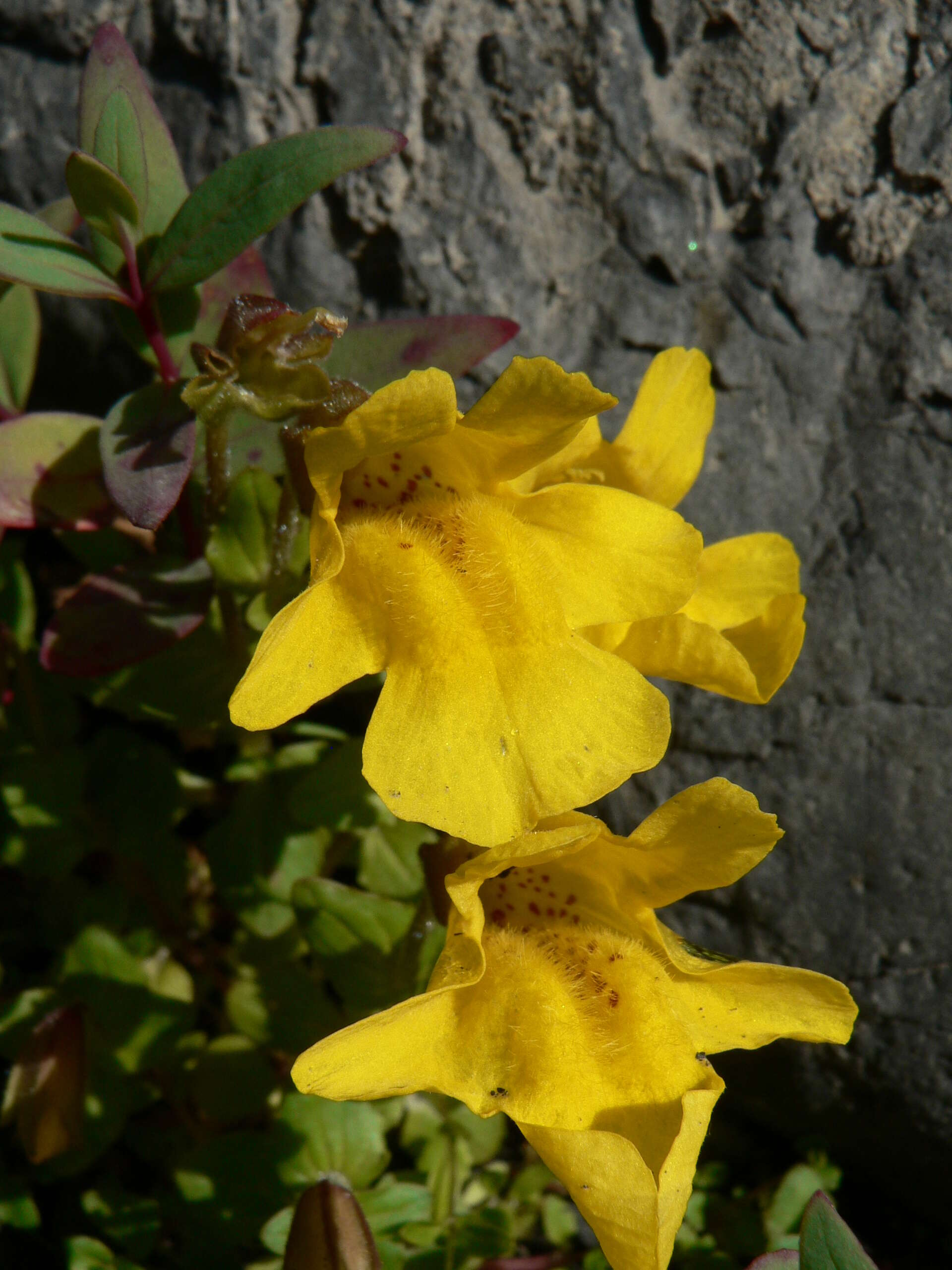 Image of Subalpine Monkey-Flower