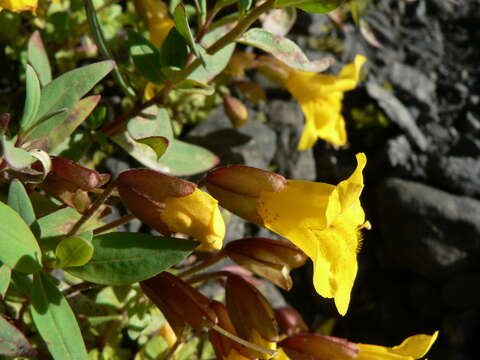 Image of Subalpine Monkey-Flower