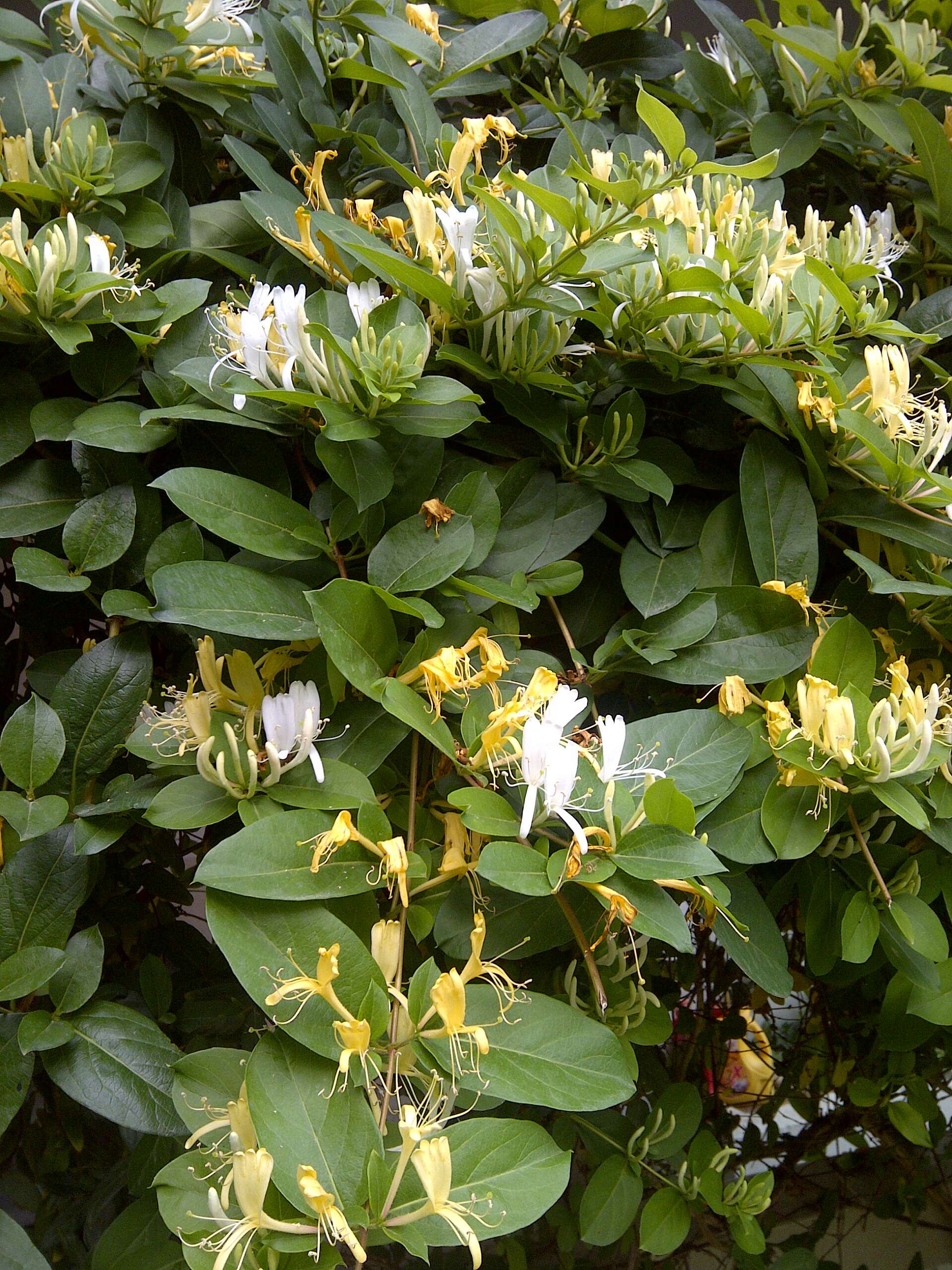 Imagem de Lonicera japonica Thunb.