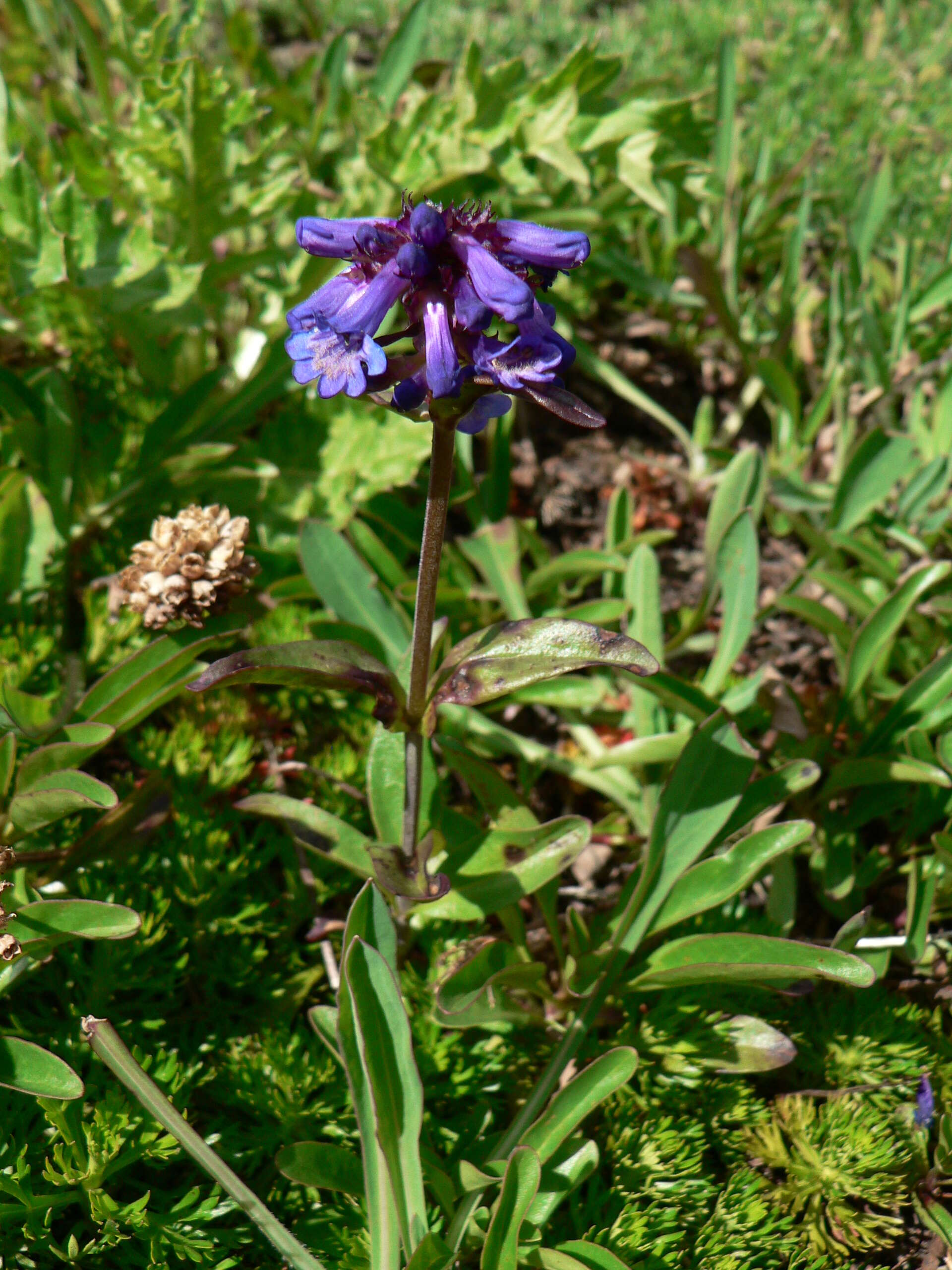 Image of littleflower penstemon