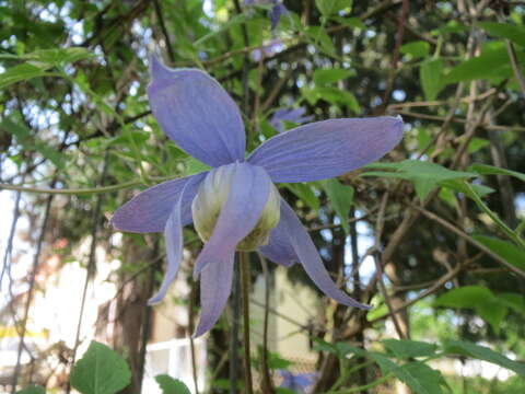 Image of alpine clematis