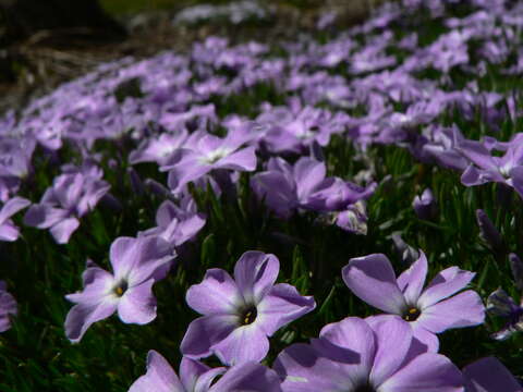 Imagem de Phlox diffusa Benth.