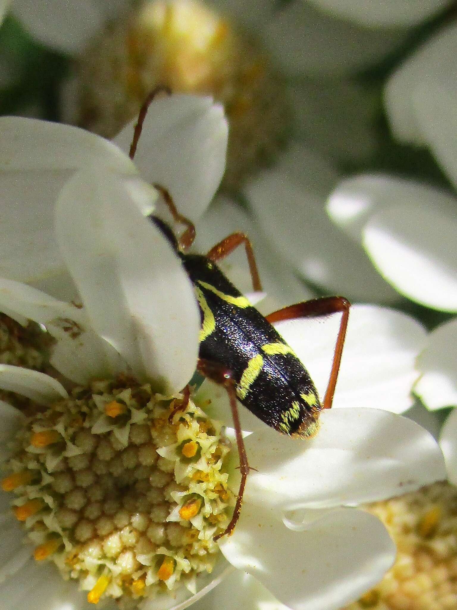 Image of Clytus rhamni Germar 1817