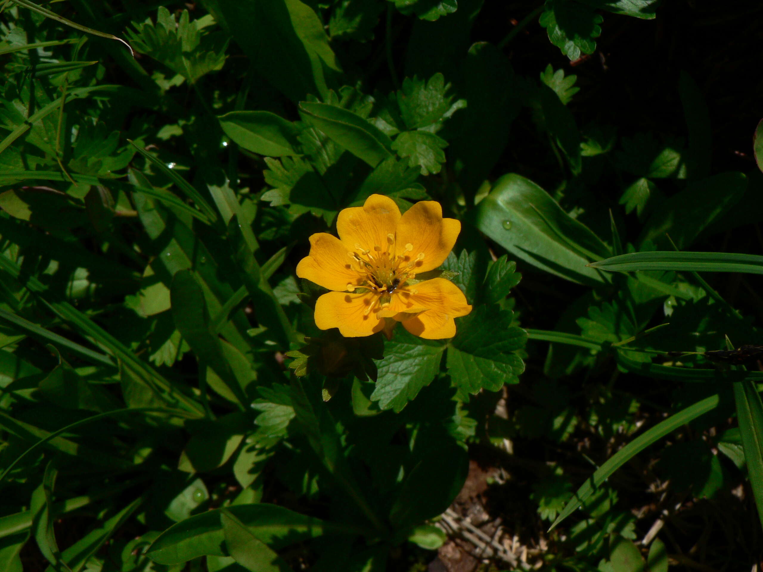 Image of high mountain cinquefoil