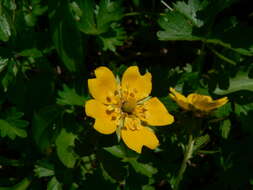 Image of high mountain cinquefoil