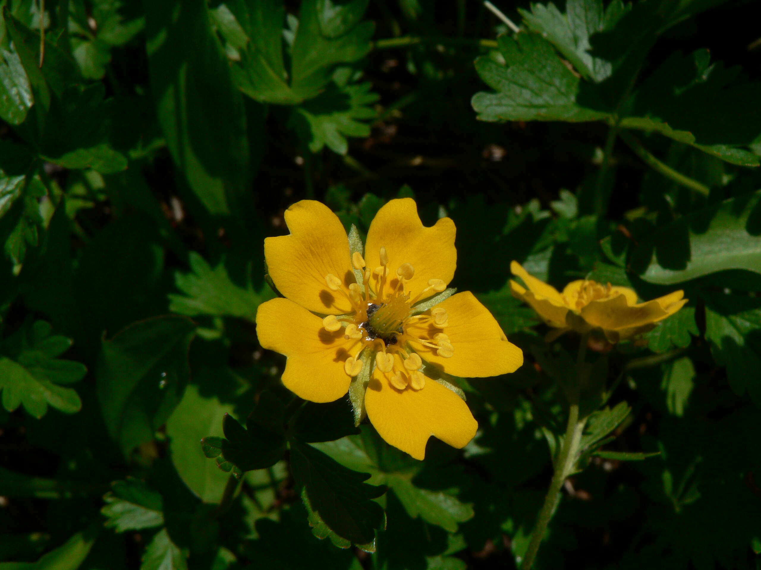 Image of high mountain cinquefoil