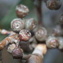 Eucalyptus aromaphloia Pryor & J. H. Willis resmi