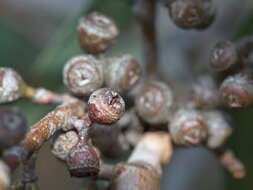 Image of Eucalyptus aromaphloia Pryor & J. H. Willis