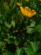 Image of high mountain cinquefoil