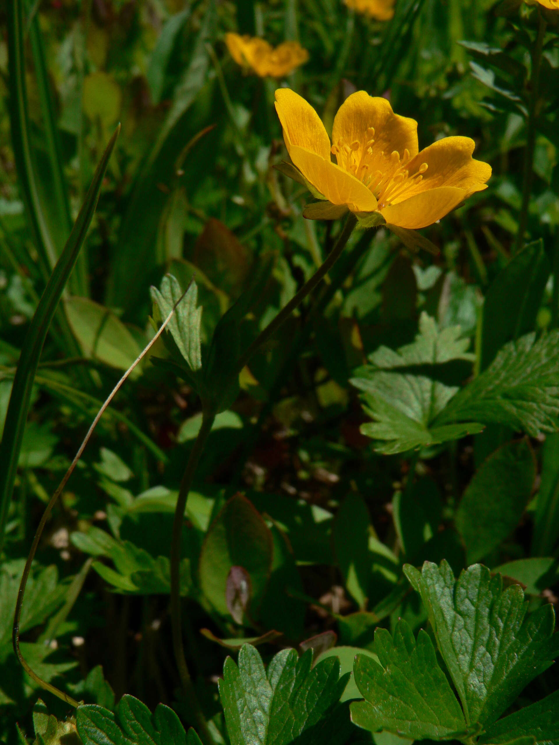 Image of high mountain cinquefoil