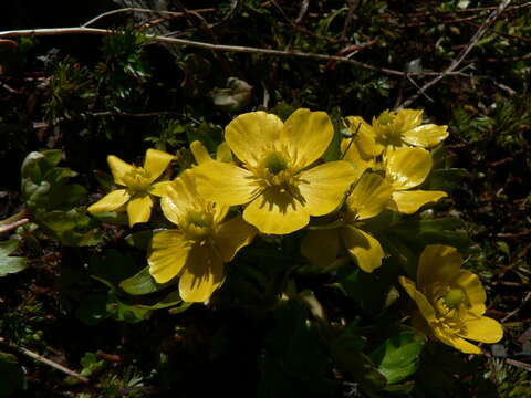 Image de Ranunculus eschscholtzii Schltdl.