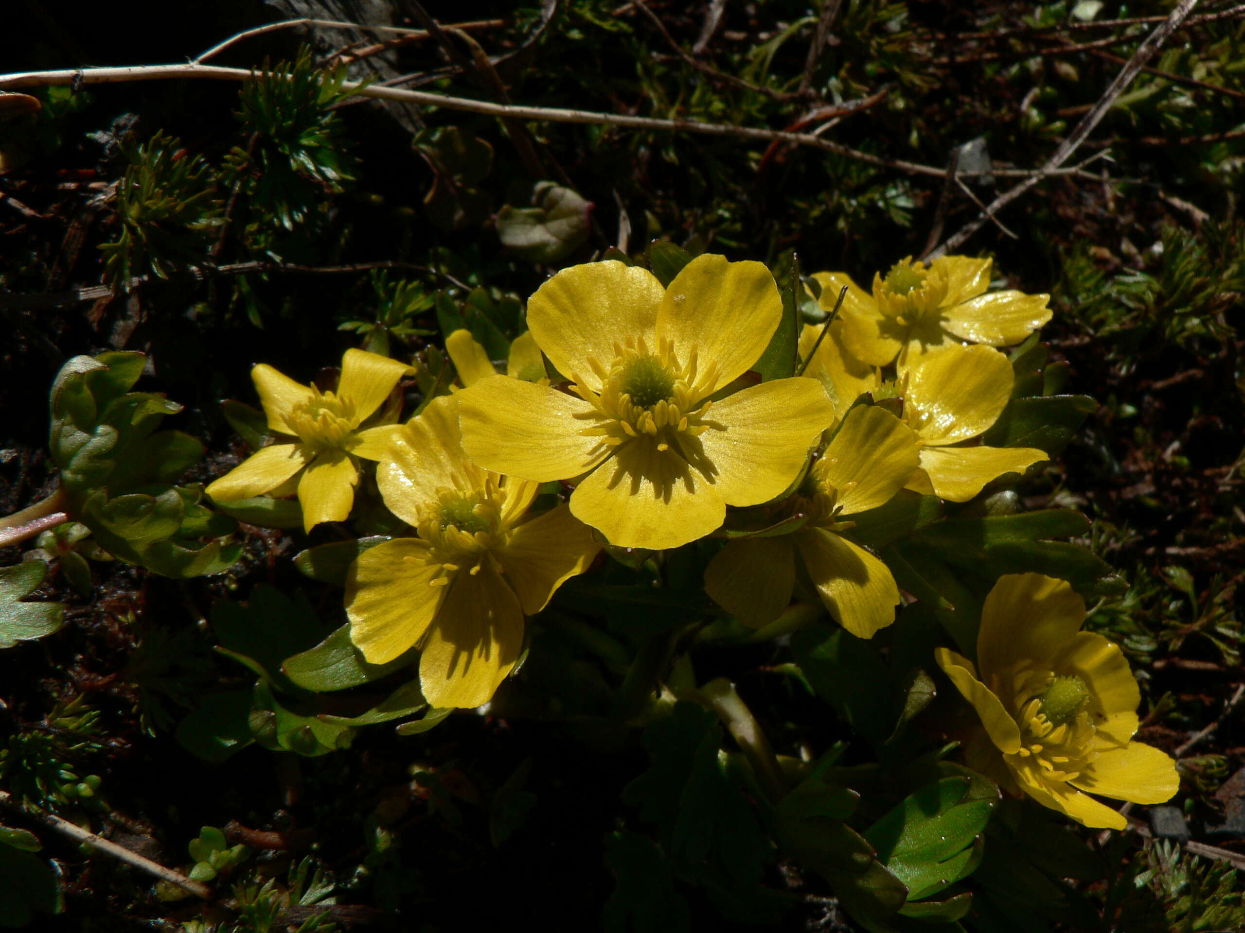 صورة Ranunculus eschscholtzii Schltdl.