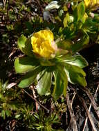 Image de Ranunculus eschscholtzii Schltdl.