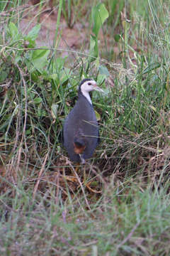 Image of White-breasted Waterhen