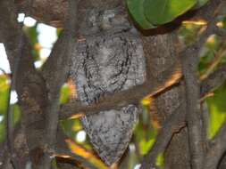 Image of Otus senegalensis senegalensis (Swainson 1837)